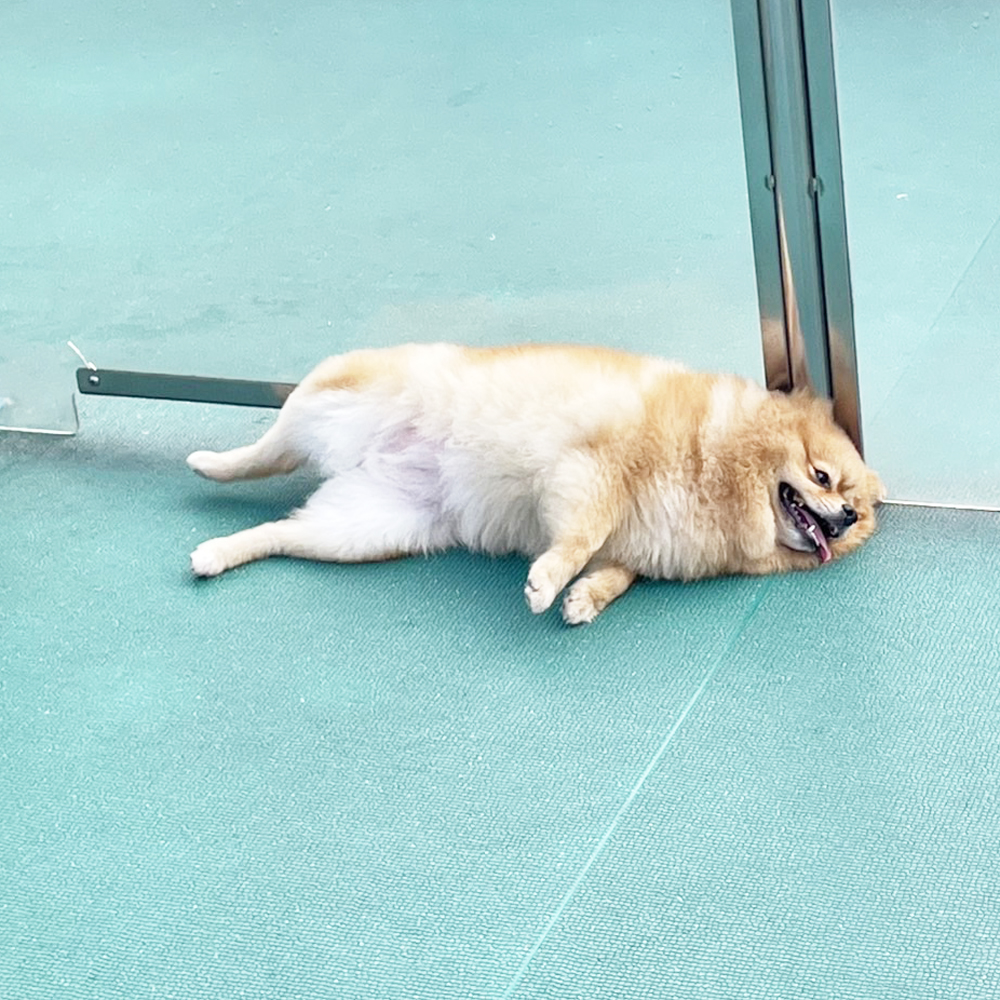 生徒が撮影したモデル犬♪